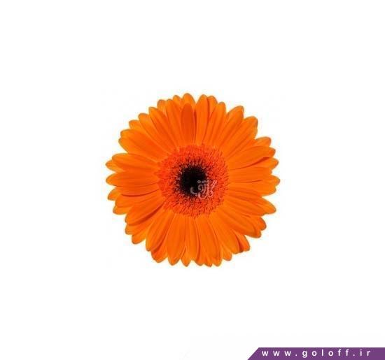 سفارش گل - گل ژربرا تامبره - Gerbera | گل آف